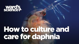 Caring and Culturing for Daphnia [upl. by Ahsakat]