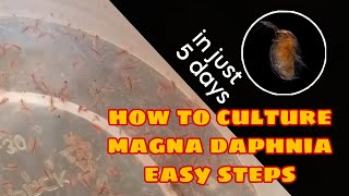 How to Culture Magna Daphnia Easily [upl. by Eatnoed]