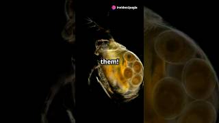 How to culture Daphnia for your Aquarium [upl. by Antipas]