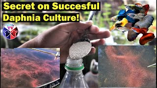 How to Culture Daphnia Successfully [upl. by Luba]