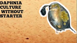 HOW TO CULTURE DAPHNIA NATURALLY WITHOUT A STARTER [upl. by Goldfarb]