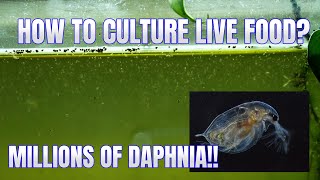 How to Culture Daphnia Secret Method to Breed MILLIONS  Simply Aquatic [upl. by Corinna775]