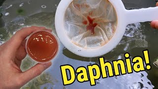 How I Culture Daphnia In Outdoor Tubs [upl. by Haughay194]