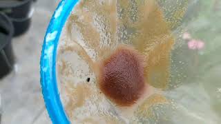 How to culture daphnia moina in a small container Part 1 English Subtitle [upl. by Ahsekin]