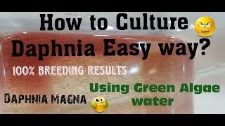 Daphnia MagnaHow to Culture Daphnia Easy wayCulturing Daphnia using Green water Daphnia [upl. by Alatea]