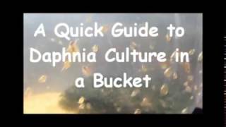 How to culture daphnia outside [upl. by Treiber970]