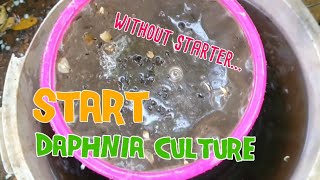 How to culture daphnia moina the easy way 1  Starting the Daphnia culture [upl. by Vida]