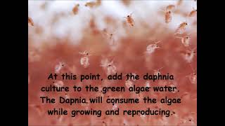 Daphnia  How to grow daphnia in your home [upl. by Aicilla]