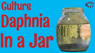 How to Culture Daphnia in a Jar [upl. by Habas]