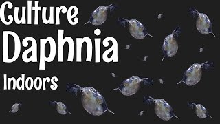 How to Culture Daphnia [upl. by Thar]