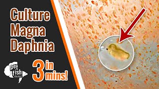 How to culture DAPHNIA MAGNA  The easy way [upl. by Anerok105]