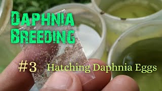 Daphnia Culture made simple and easy 3  Hatching Daphnia eggs [upl. by Arivle358]