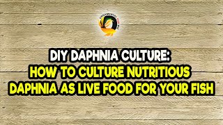 DIY Daphnia Culture How to Culture Nutritious Daphnia as Live Food for Your Fish [upl. by Alram957]