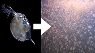 How I Culture Daphnia [upl. by Annaesor575]