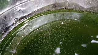 DAPHNIA MOINA CULTURE IN A SMALL BUCKET [upl. by Dixil]