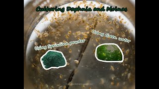 How To Culture Daphnia and Moinas using Green Water Spirulina powder [upl. by Helge881]