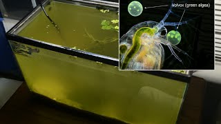 Raising Daphnia for the Freshwater Aquarium [upl. by Yehs]