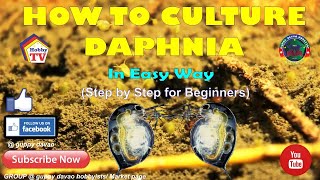 HOW TO CULTURE DAPHNIA In Easy Way [upl. by Galvin]